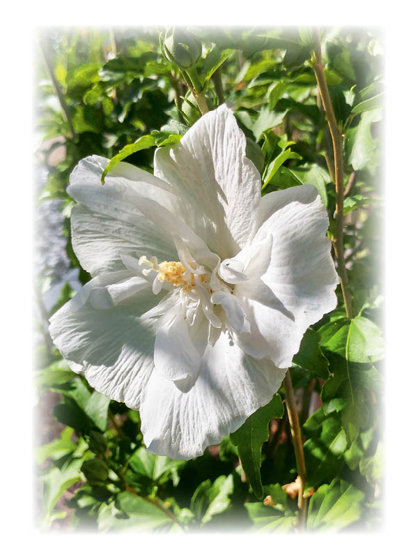Hibiscus
